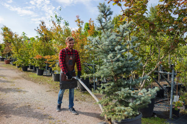 Best Fruit Tree Pruning  in Piedmont, SD